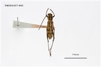 藏品(面形細虎天牛)的圖片